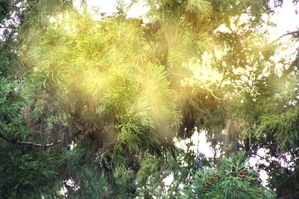 アレルギー性結膜炎のイメージ画像